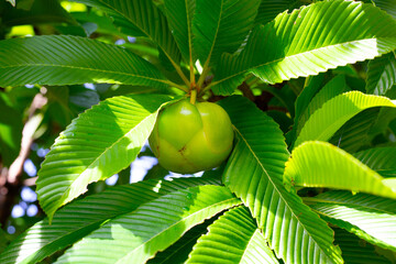 Dillenia indica, commonly known as elephant apple