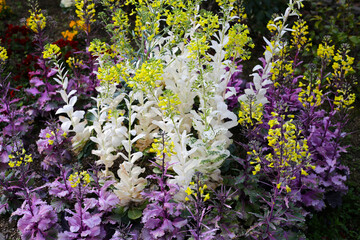Cabbage ornamental in the flower garden