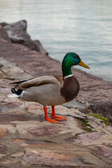A photo of a duck standing on a rock next to a body of water