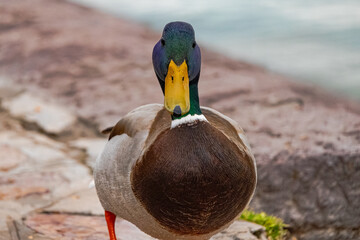 A photo of a duck standing on a rock next to a body of water