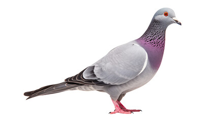 Fototapeta premium Isolated pigeon bird photography, gray and purple pigeon photo, pigeon species identification guide transparent backgroundisolated on transparent background 