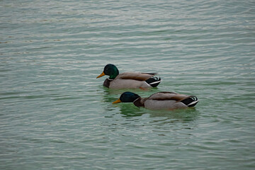A photo of two ducks swimming in a lake