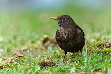 Turdus merula aka Eurasian or Common blackbird female in the grass. Common bird in Czech republic.