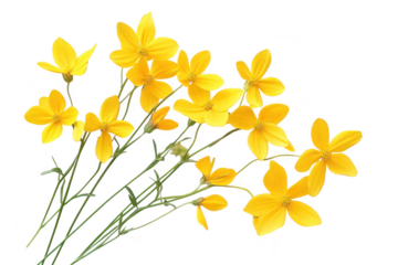 Cluster of yellow Bidens ferulifolia flowers with slender green stems