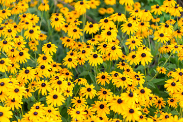 Flowering Rudbeckia in garden. Outdoor flowering plant. Yellow Rudbeckia flower. Natural flower plant. Flora nature. Yellow flower background. Floral Rudbeckia yellow background. Rudbeckia flower