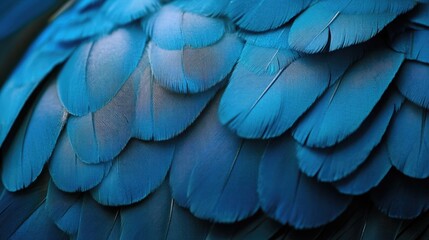 Macro photo of a blue feather pigeon texture