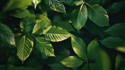 Macro view of leaves background, seamless looping 4K animation