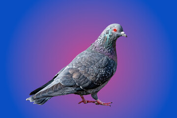 Illustration of a pigeon with a red style eye and visible brain-integrated microchips, symbolizing animal cyborgization and neural control for dark human purposes.