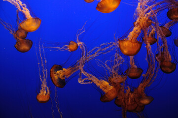 Sea nettle jellyfish