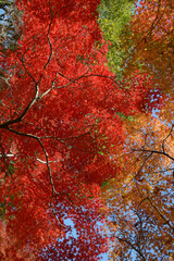秋の岩屋寺　境内の紅葉　京都市山科区