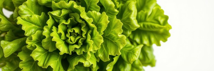 Fototapeta premium Fresh green lettuce with vibrant leaves showing intricate texture and detail of the plant's growth