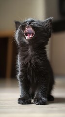 Obraz premium Adorable Black Kitten Yawning with Open Mouth
