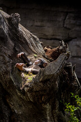 Chimpance descansando en el arbol