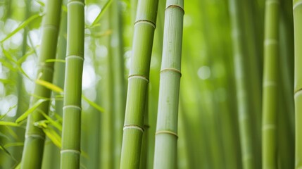 Obraz premium Bamboo profit towers rising from esg-certified soil nature scene gigapixel detail lush green environment