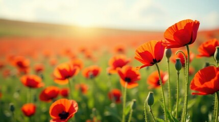 Fototapeta premium Vibrant Red Poppies Blooming in a Sunlit Field at Dawn, a Stunning Display of Nature's Beauty