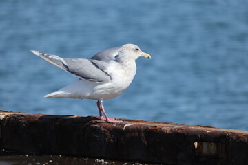 The glaucous-winged gull (Larus glaucescens) is a large, white-headed gull. This photo was taken in Hokkaido, Japan.