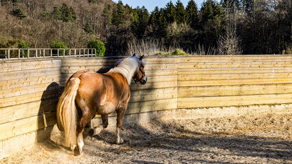 A beautiful stallion gallops in a paddock