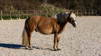 horse in the field