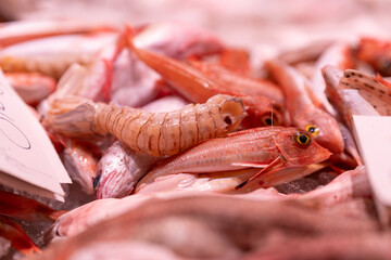 Fresh seafood on display at a farmers market. Healthy, eco-friendly food rich in omega-3 and vitamins. Local sustainable produce for conscious lifestyle and nutrition.