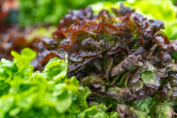 green fresh leaf lettuce on the counter of the local farmers market