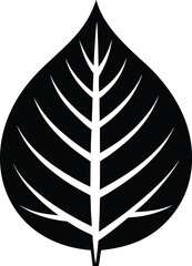 Birch leaf vector silhouette, birch leaf silhouette Vector illustration. leaf vector icon, Birch leaf  