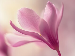 Fototapeta premium Close-up Pink Flower Blossom with Delicate Petals and Soft Light