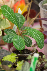 Euphorbia leuconeura in a pot surrounded by other plants on a table, green indoor foliage, tropical houseplant, vibrant greenery, unique white-veined leaves