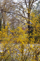 Forsythia in the Woods
