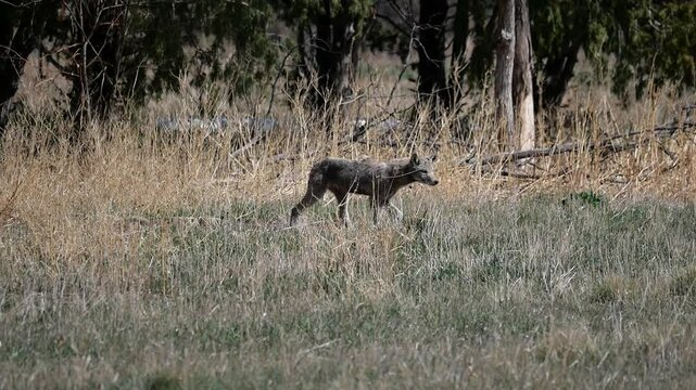 Wild coyotes walking along the side of the trail, Lafayette, Colorado