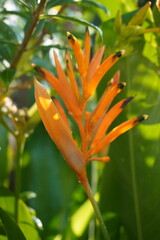 Obraz premium A vibrant orange heliconia flower with black-tipped petals, adorned with tiny water droplets. The flower stands out against a lush green background of tropical foliage.