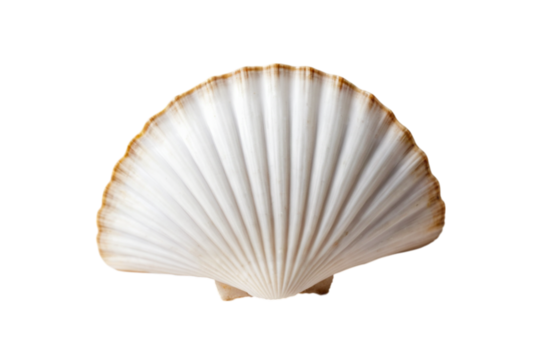  White scallop shell found by waves