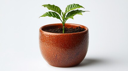 Fototapeta premium Young coffee plant in terracotta pot