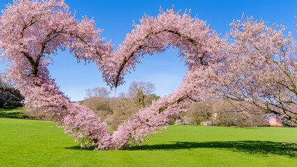 Cherry blossom shaped as a heart on a playing field in Ambleside.