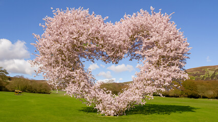 Cherry blossom shaped as a heart on a playing field in Ambleside.