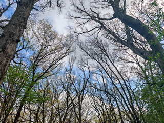 A view of the trees and sky from below.