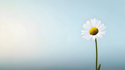 Single White Daisy Against Light Blue Background