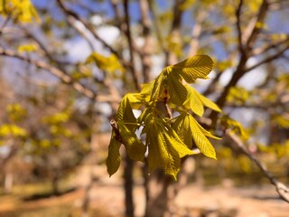 Fototapeta premium Fresh leaves of horse-chestnut (aesculus hippocastanum) under the warm spring sun. Aesculus hippocastanum green leaf spring. European horse chestnut, and chestnut tree. Family Sapindaceae. 