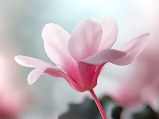 Obraz premium Cyclamen Flower Blossom Macro with Soft Focus in Shades of Pink