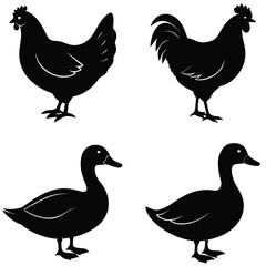 Fototapeta premium Chicken Silhouette Collection