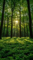 Obraz premium A spring forest with young green foliage and sun rays breaking through the tree canopies