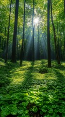 Obraz premium A spring forest with young green foliage and sun rays breaking through the tree canopies