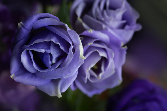 Purple Lisianthus - Eustoma Grandiflorum