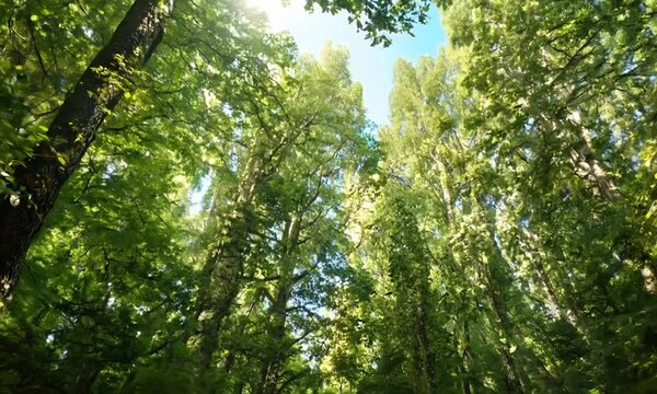 forest trees nature green wood sunlight view