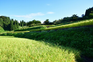 外の沢の棚田（新潟県）