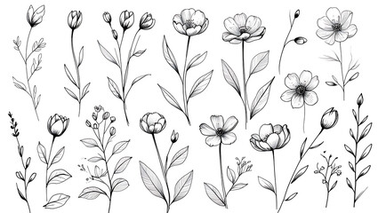 Floral flowers flower botanical botany blossom bloom petal plant leaf nature elegant drawing sketch art line 100