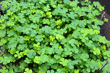 Marsilea crenata water plant in pond. Beautiful green leaves