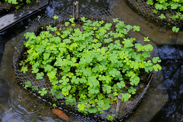 Marsilea crenata water plant in pond. Beautiful green leaves