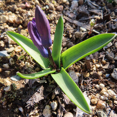 日本で春にヒヤシンスが紫色の花を咲かせています