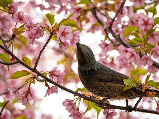 河津桜のヒヨドリくん