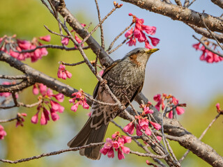 寒緋桜のヒヨドリくん